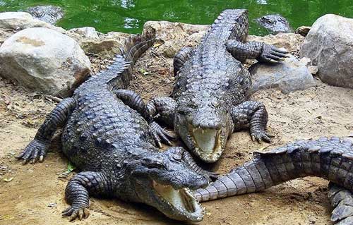 Amo Chhu Crocodile Breeding Centre